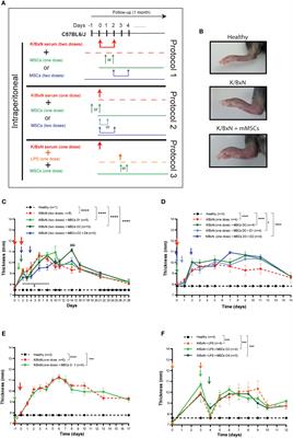 Assessment of mesenchymal stem/stromal cell-based therapy in K/BxN serum transfer-induced arthritis